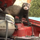 A Marten getting ready to ruin this car’s rubber and plastic bits. Image: Abenteuer Auto/YouTube (screengrab)